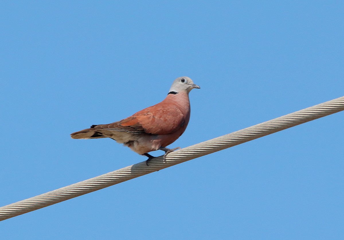 Red Collared-Dove - Tim Avery