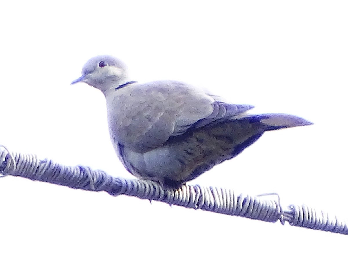 Eurasian Collared-Dove - ML147014101
