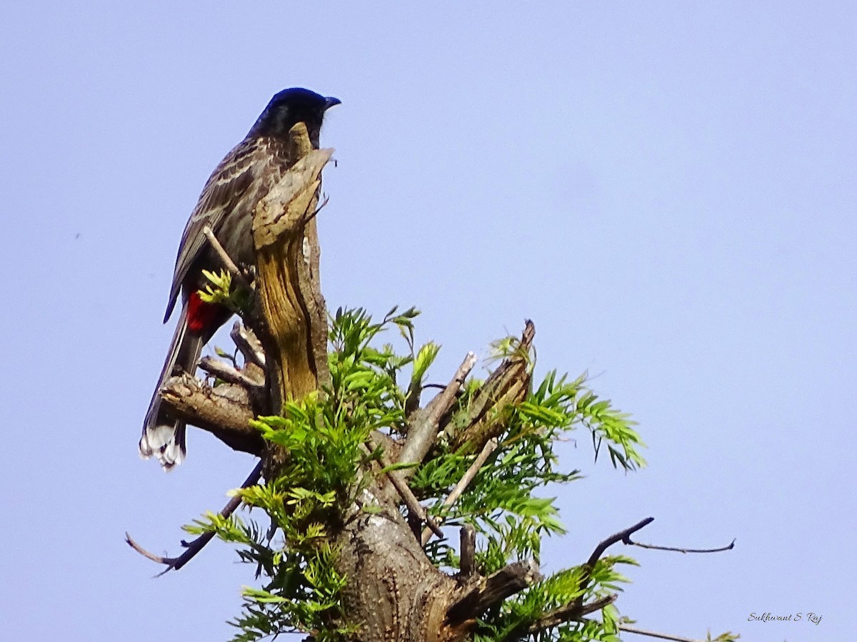 Red-vented Bulbul - ML147014391