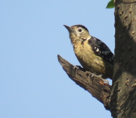 Fulvous-breasted Woodpecker - Samyam Rumba