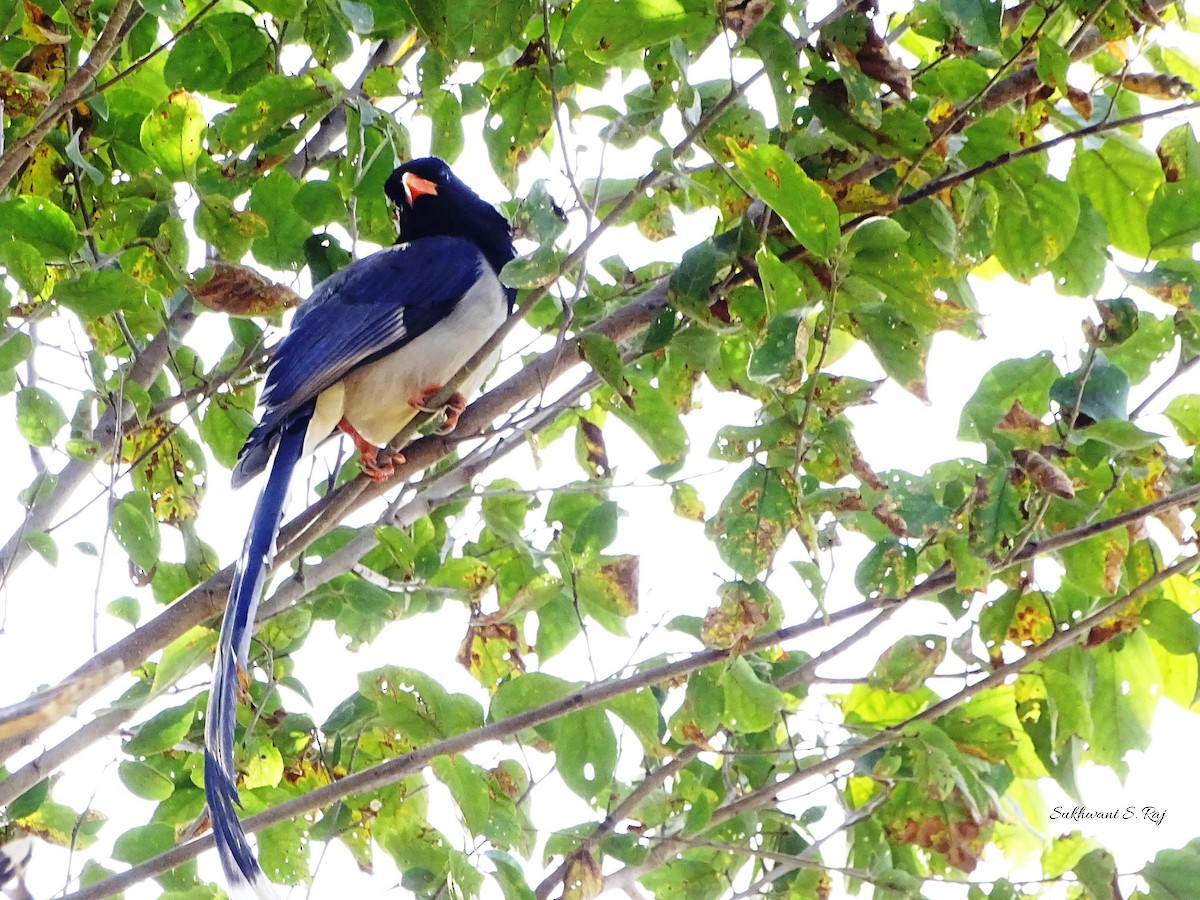 Red-billed Blue-Magpie - Sukhwant S Raj