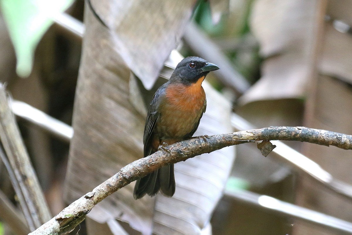 Black-cheeked Ant-Tanager - ML147015501