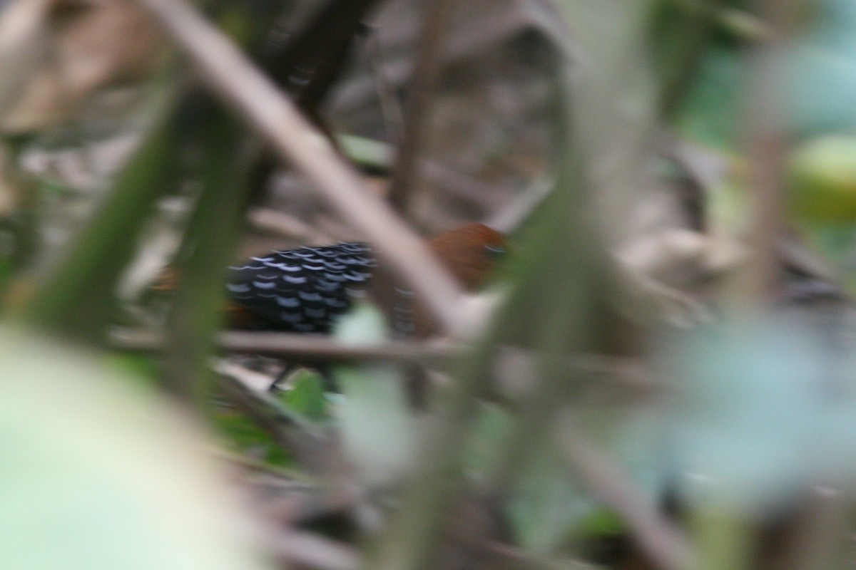 White-spotted Flufftail - ML147016201