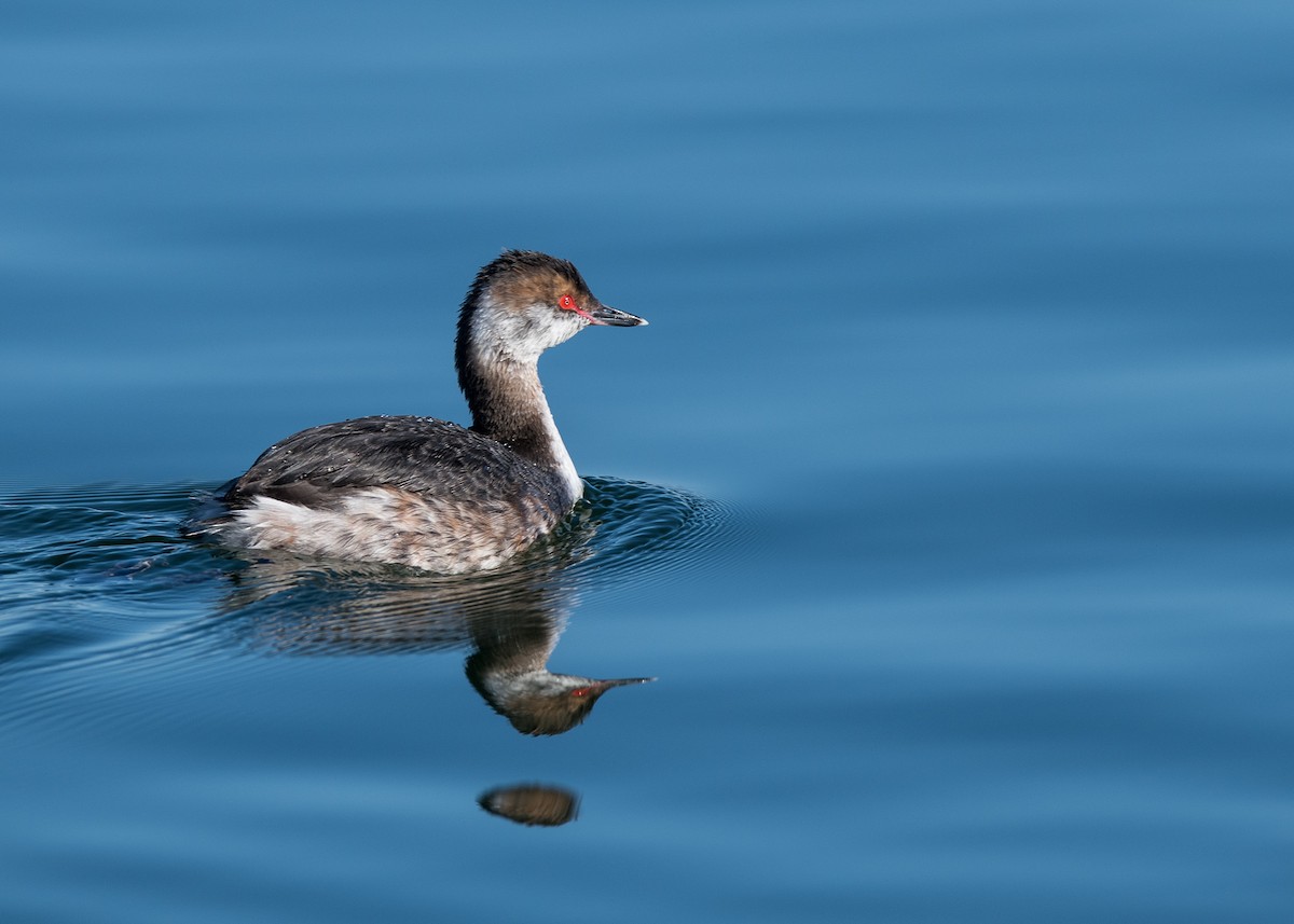 Horned Grebe - Sheila and Ed Bremer