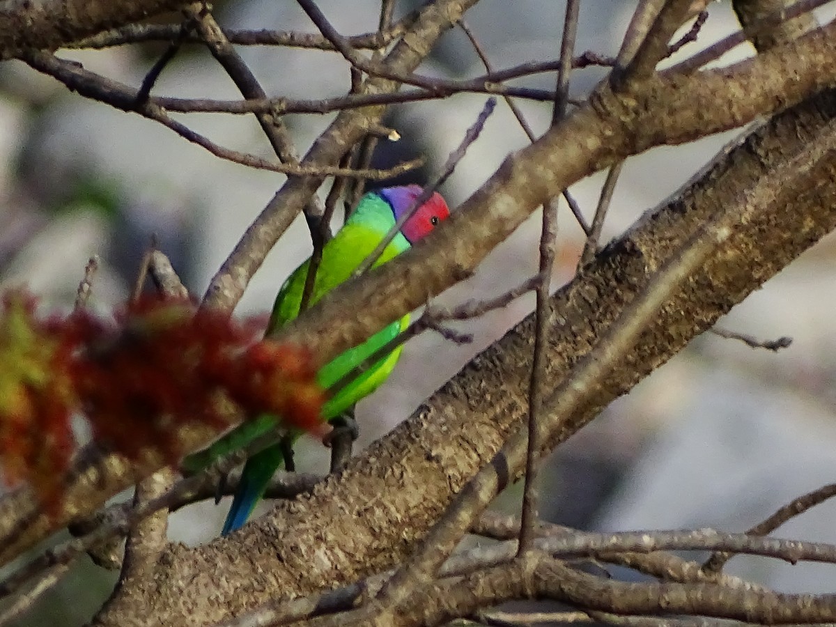 Папужець фіолетовоголовий - ML147018331