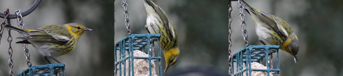 Cape May Warbler - M Lombard