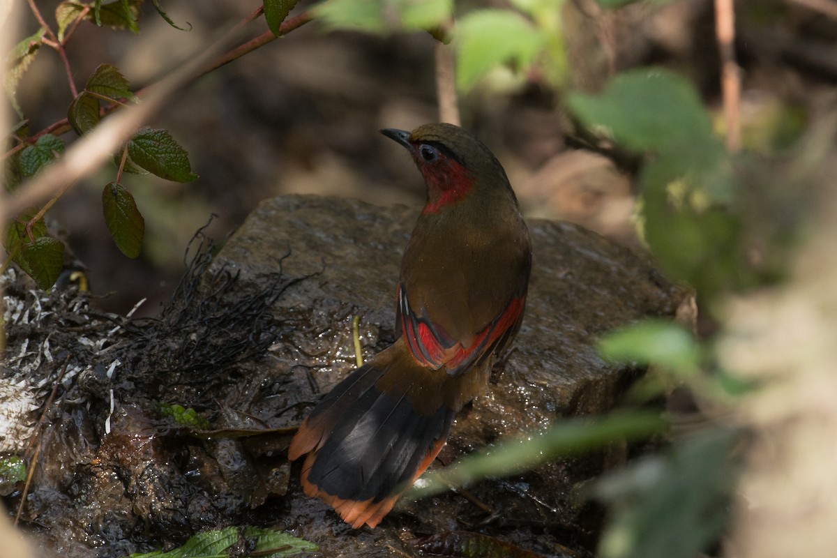 Red-faced Liocichla - Arup Banerjee