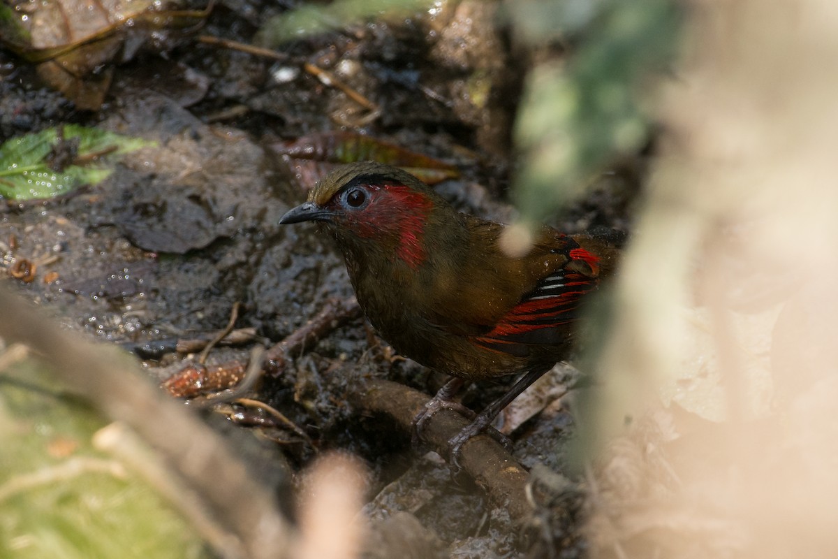 Red-faced Liocichla - ML147022211