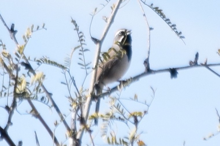 Black-throated Sparrow - ML147024911