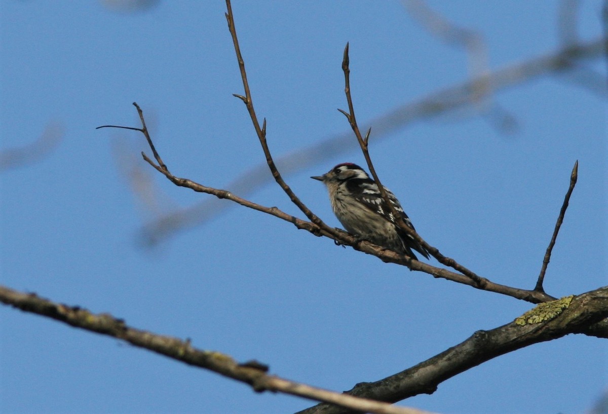 Lesser Spotted Woodpecker - Ottavio Janni