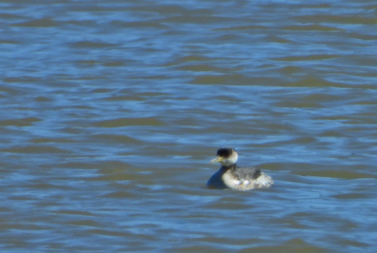 Red-necked Grebe - ML147027321