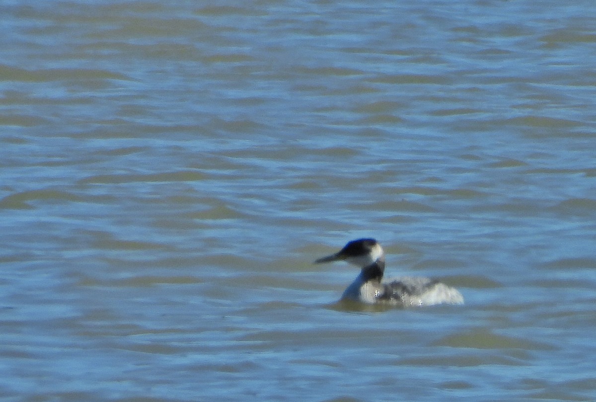 Red-necked Grebe - ML147027331