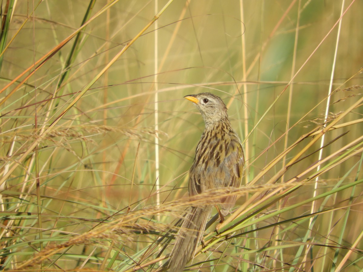 Wedge-tailed Grass-Finch - ML147027921