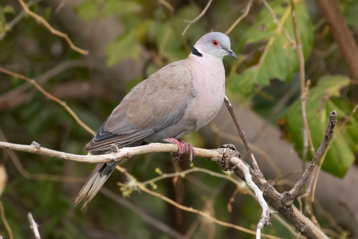 Mourning Collared-Dove - ML147028681