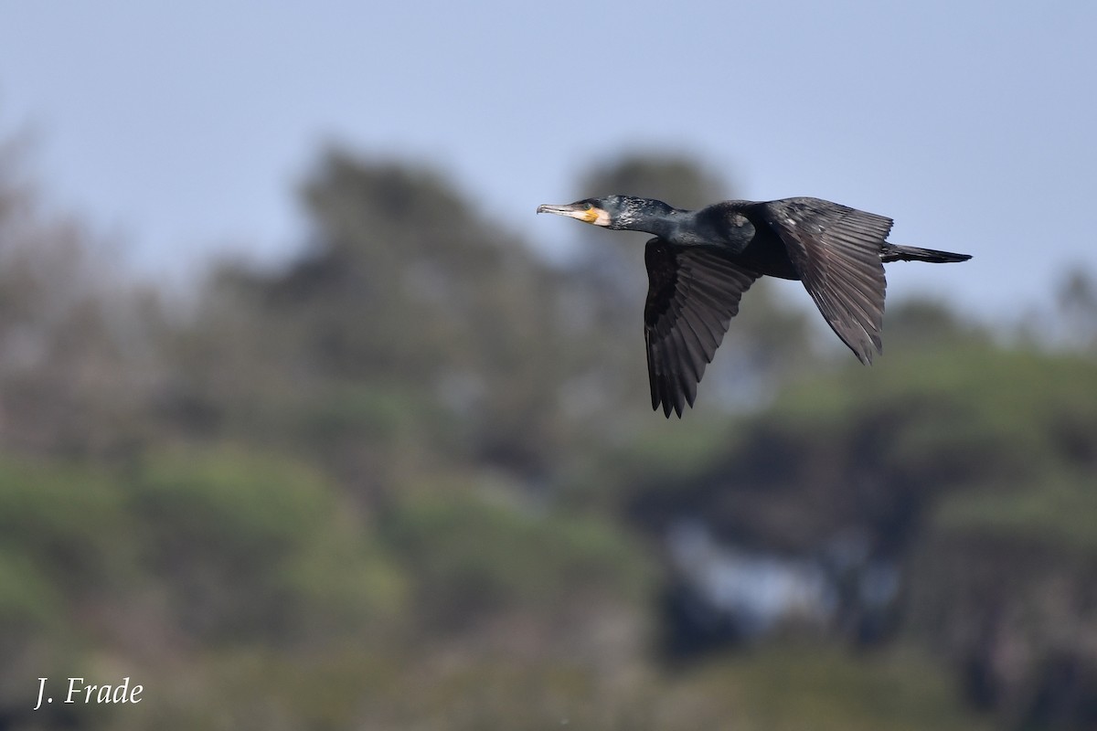 Great Cormorant - José Frade