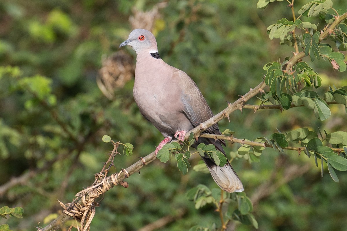 Mourning Collared-Dove - ML147029981