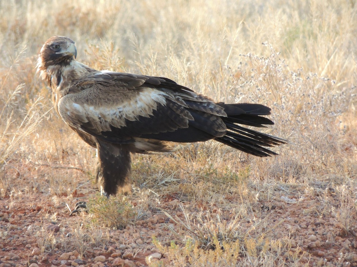 Wedge-tailed Eagle - ML147030111