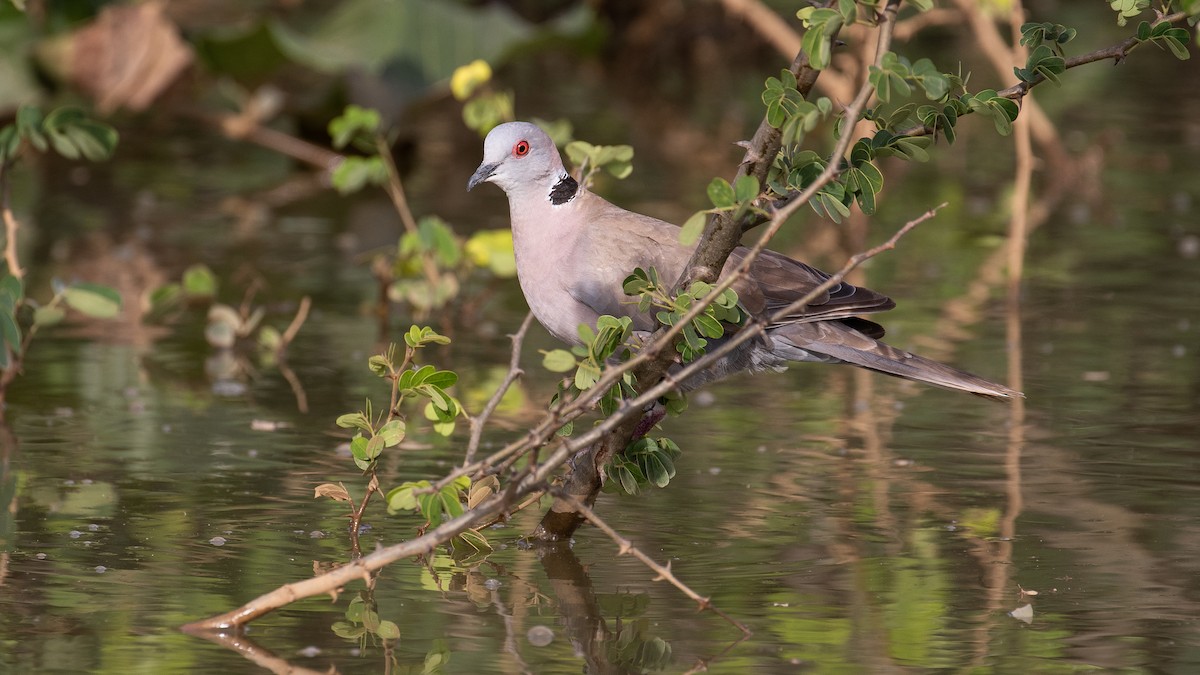 Mourning Collared-Dove - ML147030891