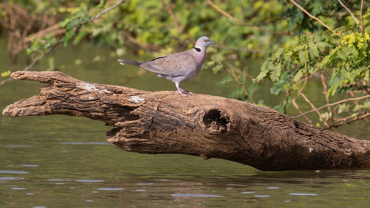 Mourning Collared-Dove - ML147031251