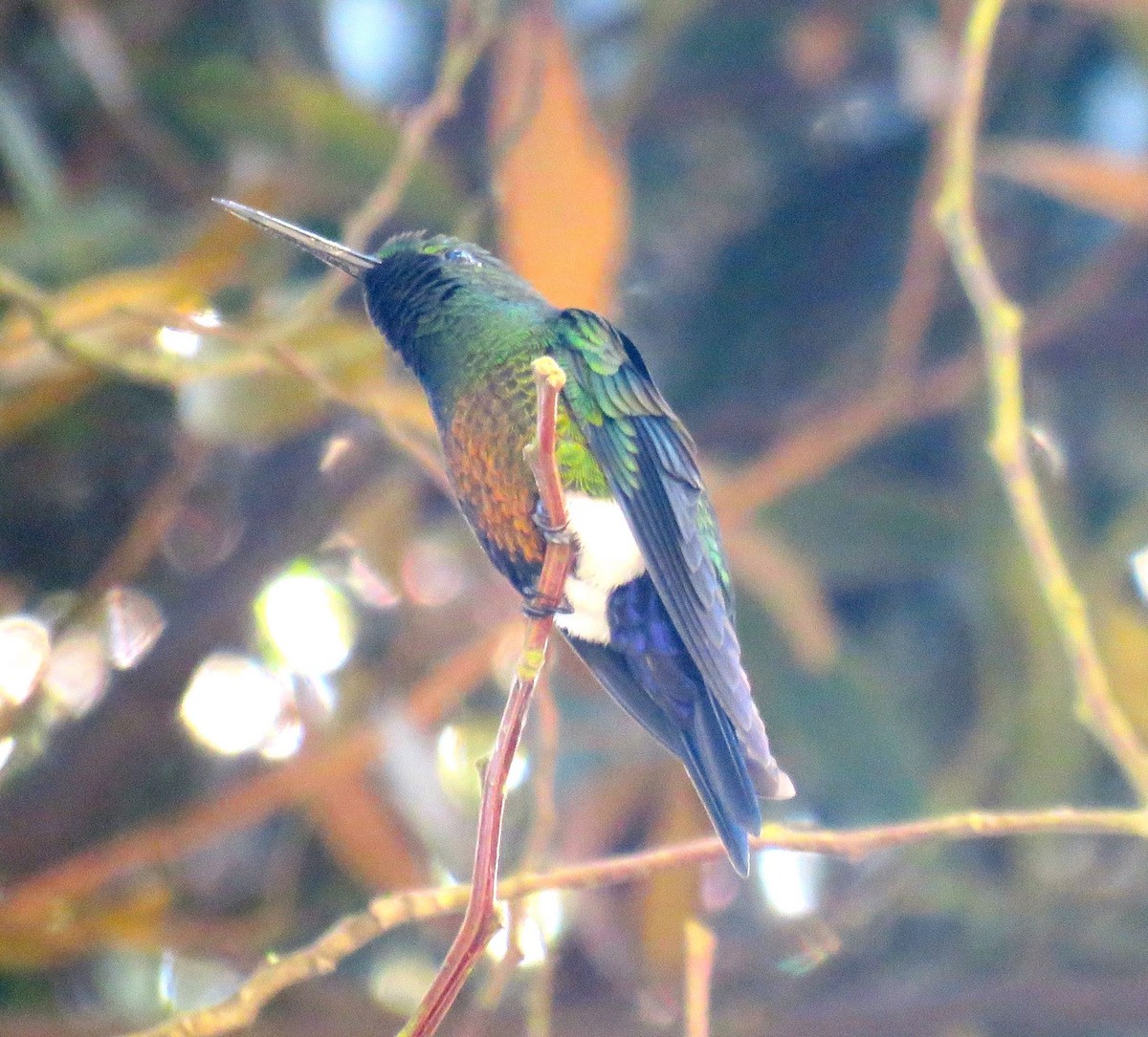 Coppery-bellied Puffleg - Keith Riding