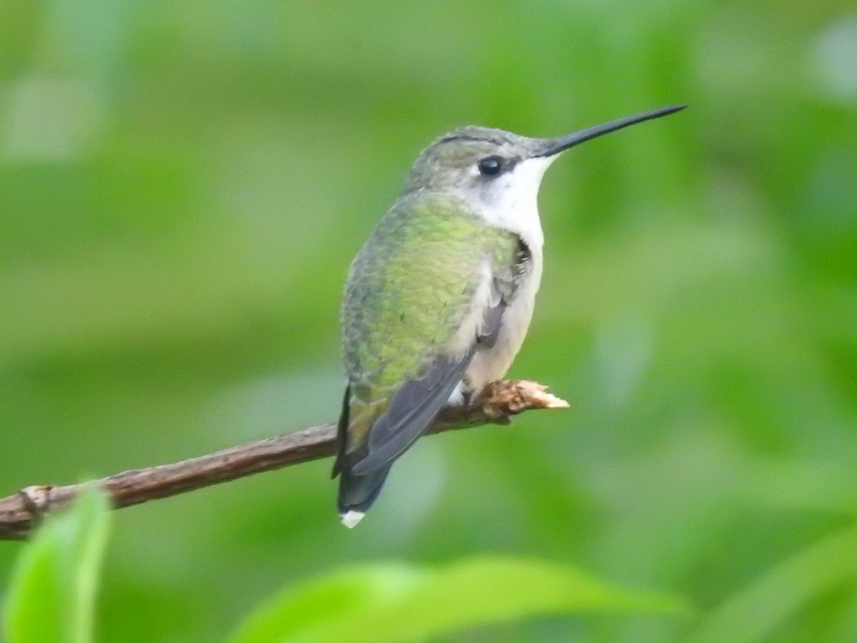 Ruby-throated Hummingbird - William Blodgett Jr.