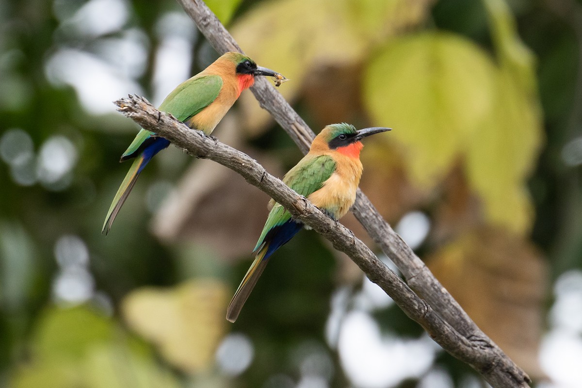 Red-throated Bee-eater - ML147033671