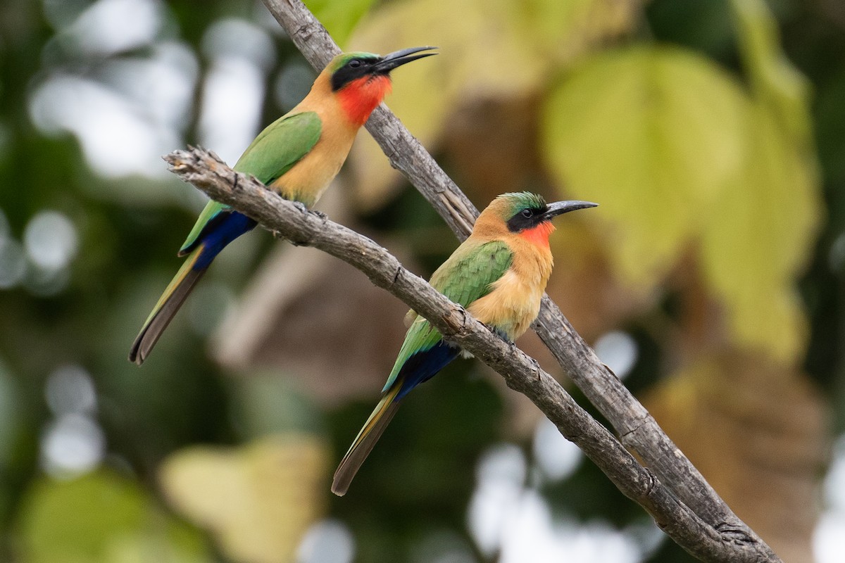 Red-throated Bee-eater - ML147033861