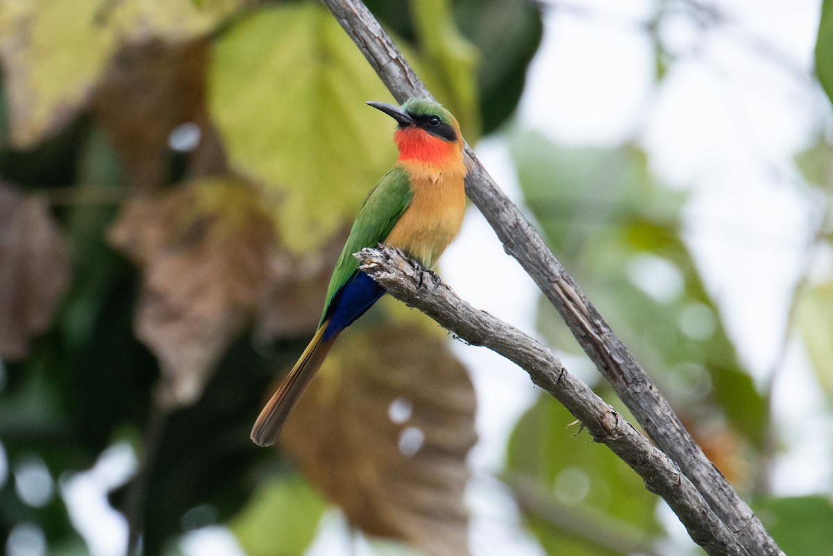 Red-throated Bee-eater - ML147033871