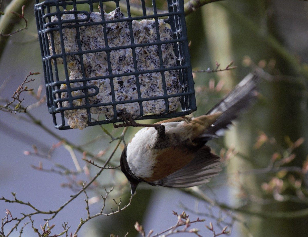 Spotted Towhee - ML147033961