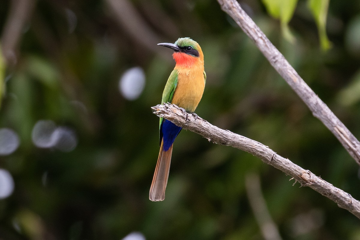 Red-throated Bee-eater - ML147034091