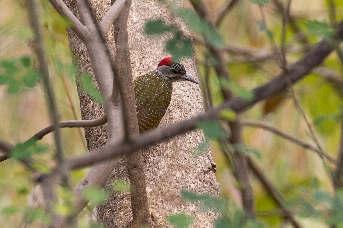 Fine-spotted Woodpecker - ML147034211