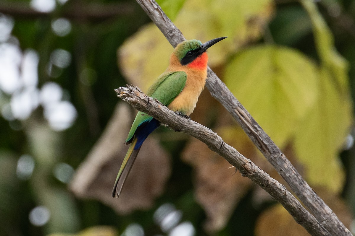 Red-throated Bee-eater - ML147034241