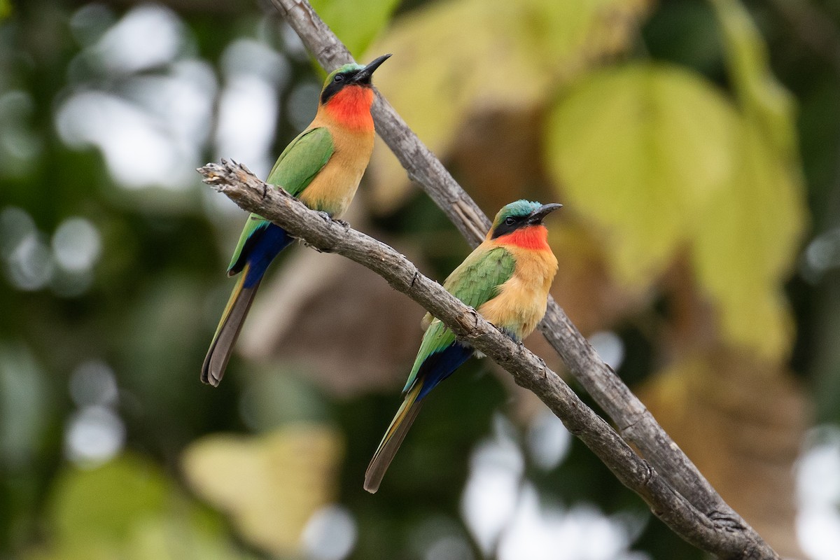 Red-throated Bee-eater - ML147034281