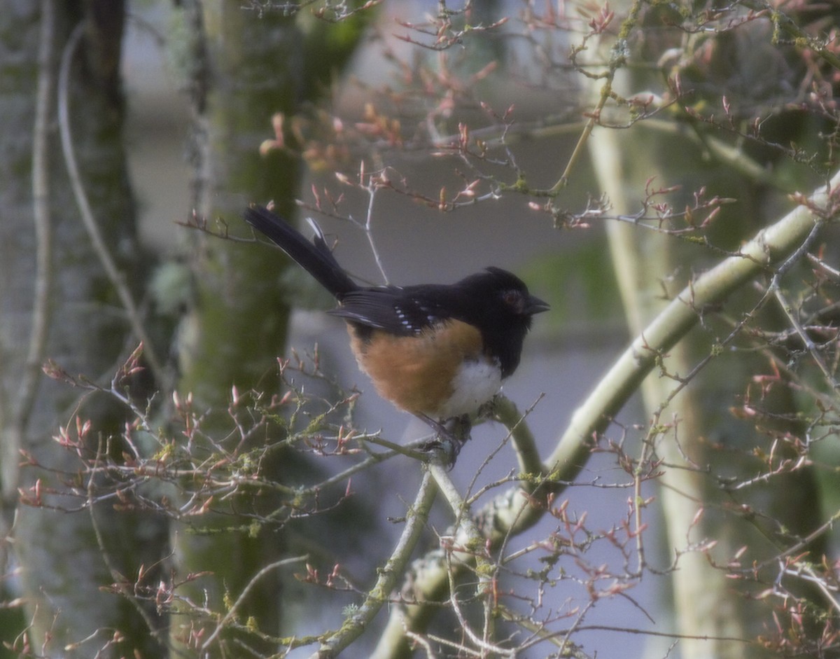 Spotted Towhee - ML147034391