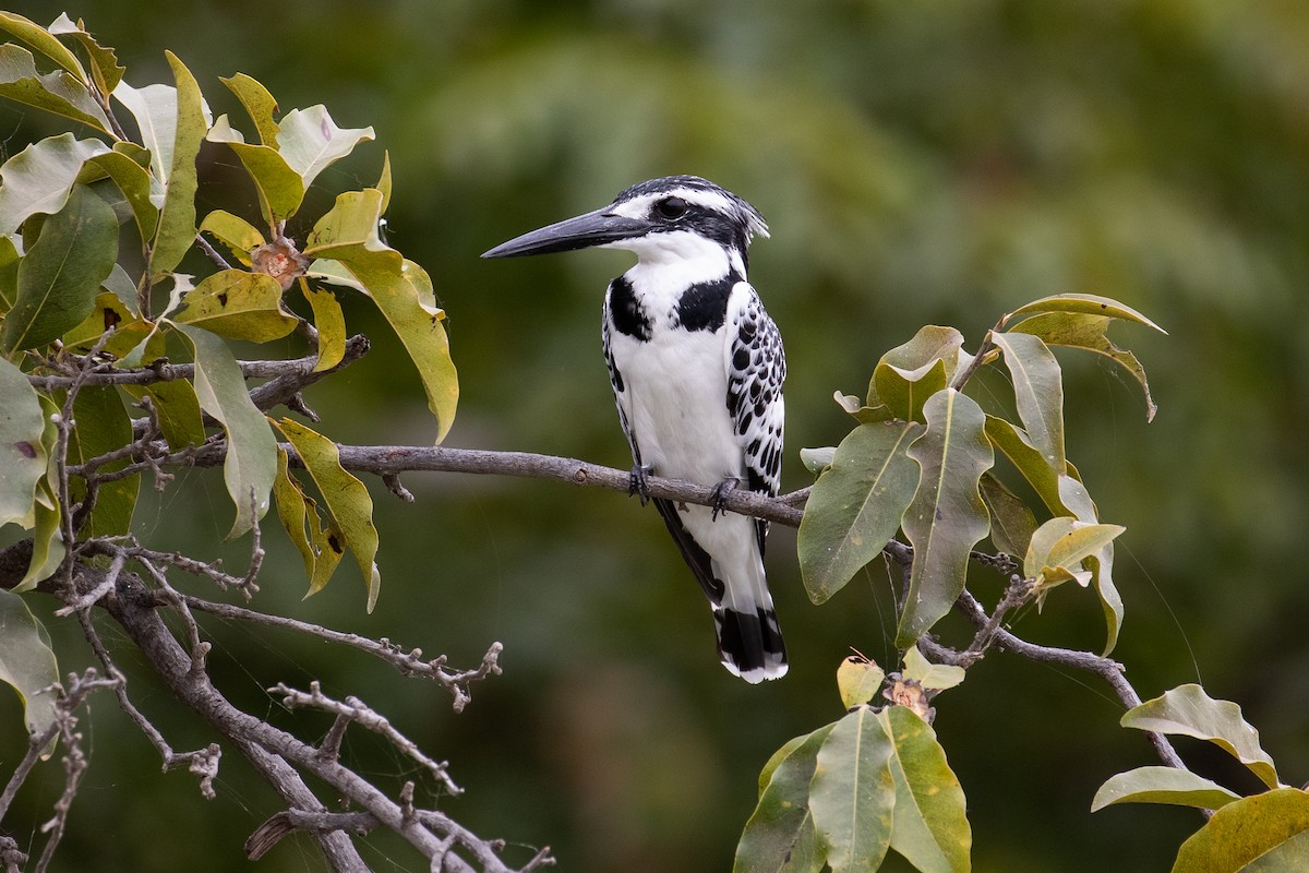 Pied Kingfisher - James Kennerley