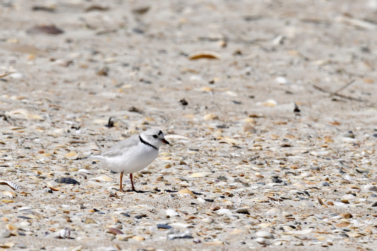 Piping Plover - ML147035631