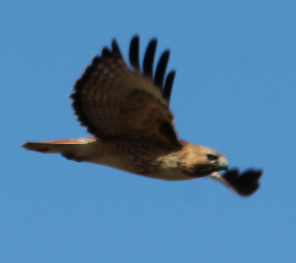 Red-tailed Hawk - Lorraine Lanning