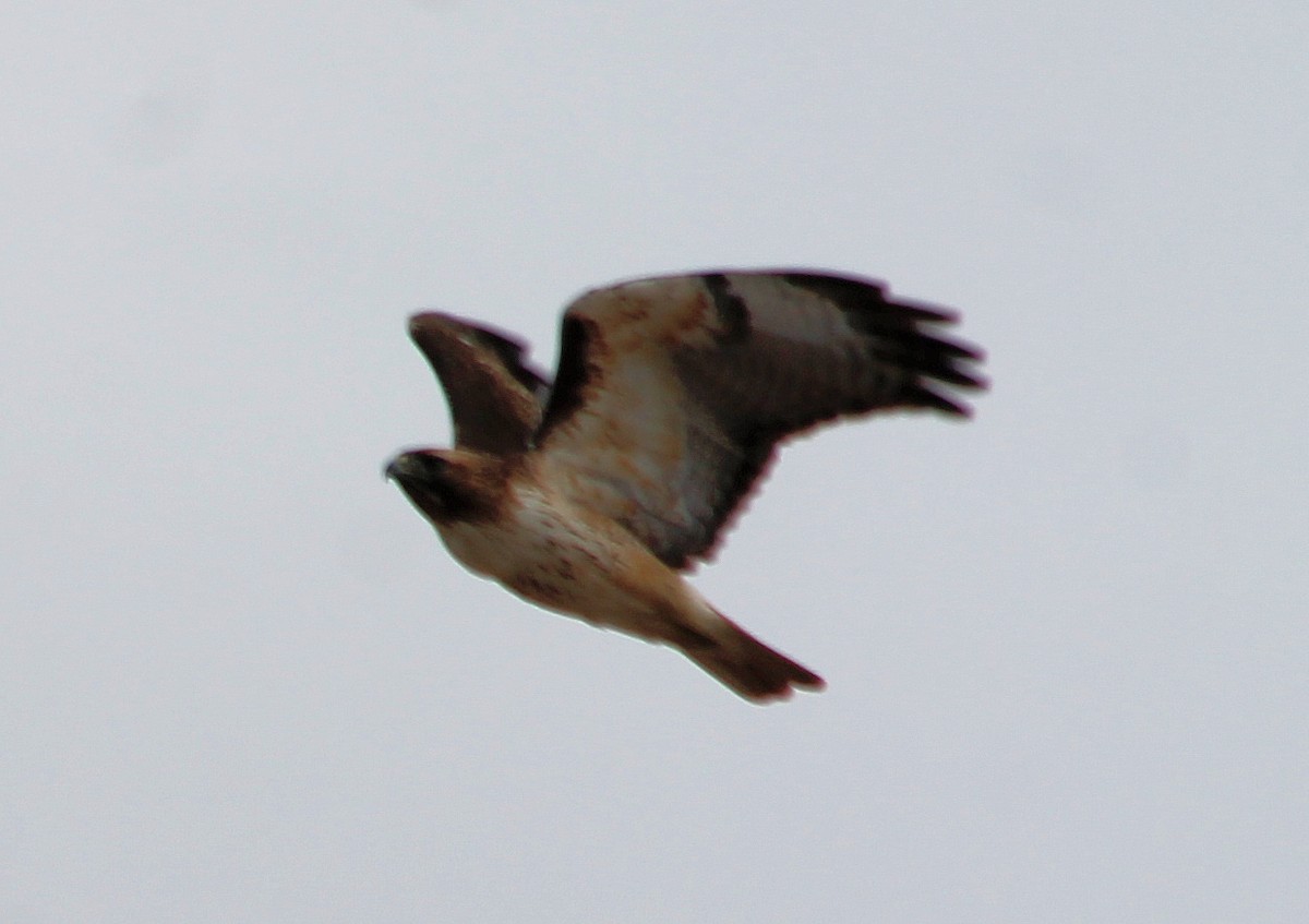 Red-tailed Hawk - Lorraine Lanning
