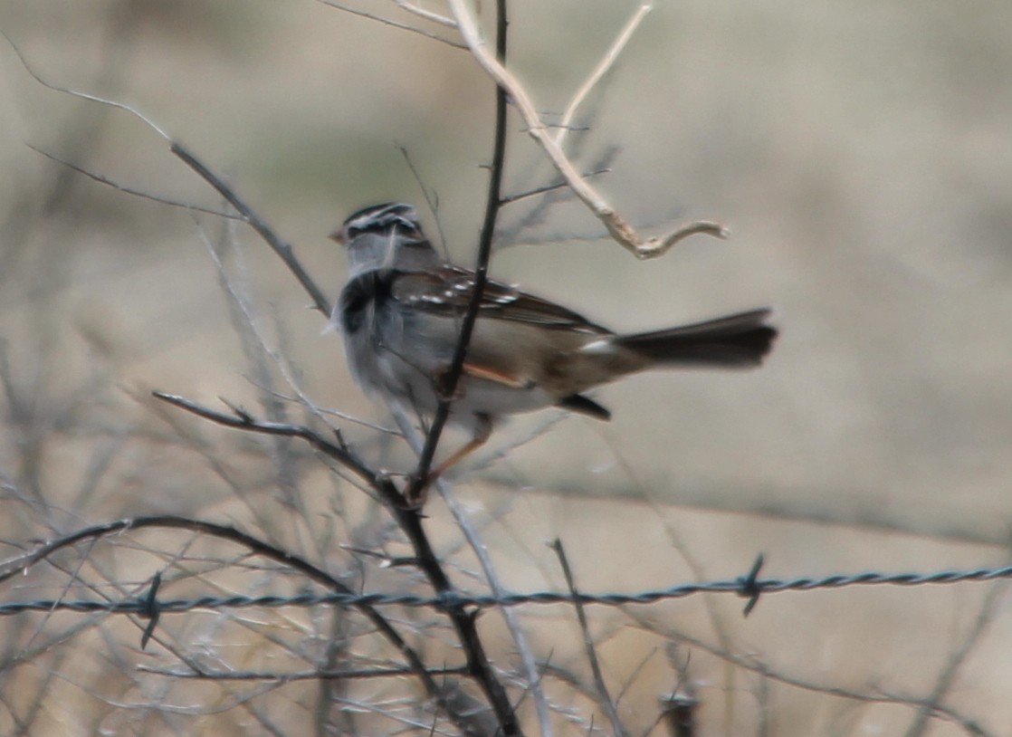 White-crowned Sparrow - Lorraine Lanning