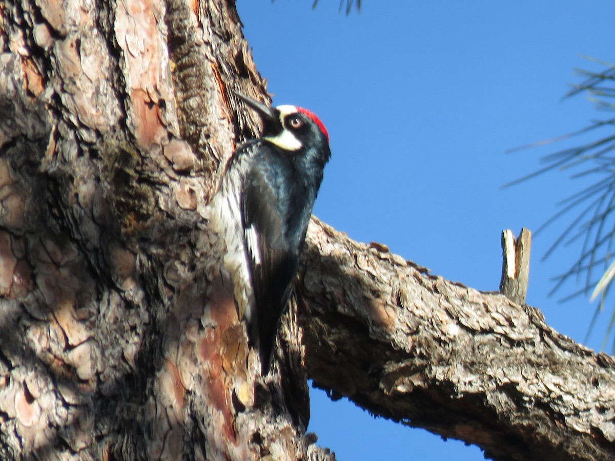 Acorn Woodpecker - Robin Gurule