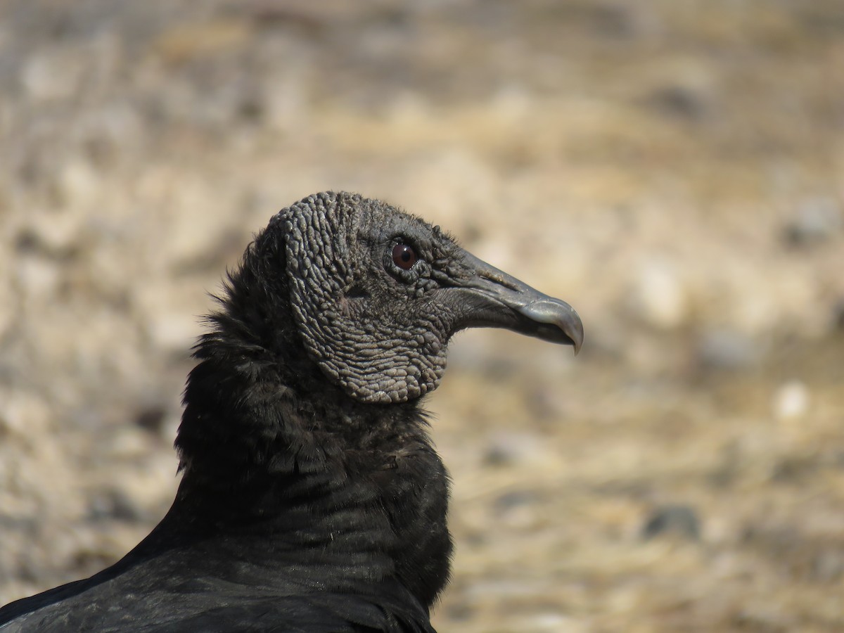 Black Vulture - John van Dort