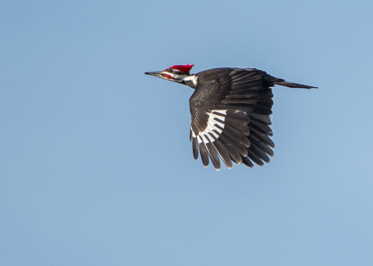 Pileated Woodpecker - Charlie Bruggemann