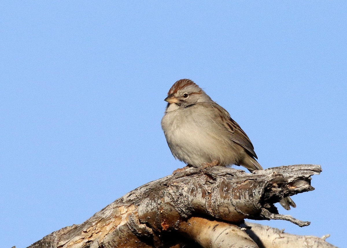 Rufous-winged Sparrow - Bob Martinka