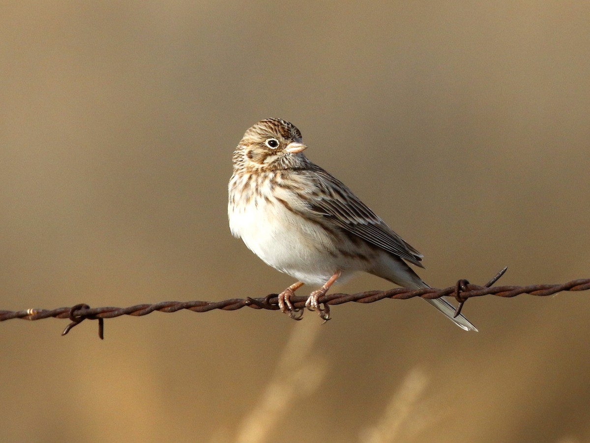 Vesper Sparrow - Bob Martinka