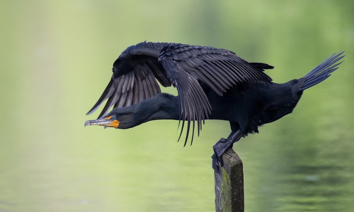 Double-crested Cormorant - Marky Mutchler