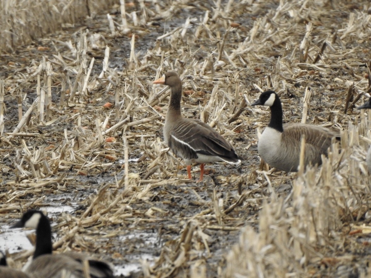 Greater White-fronted Goose - ML147050431