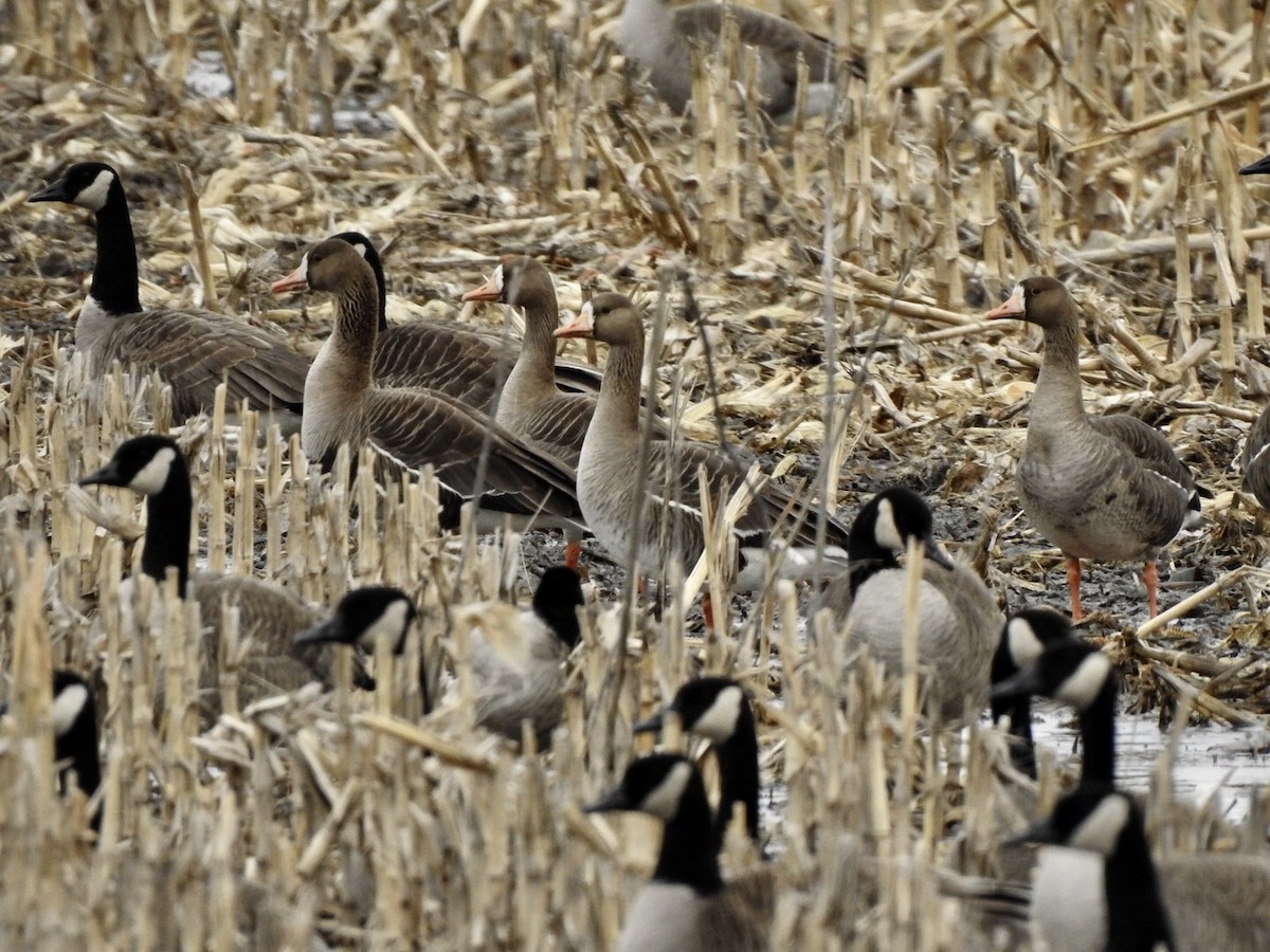 Greater White-fronted Goose - ML147050461