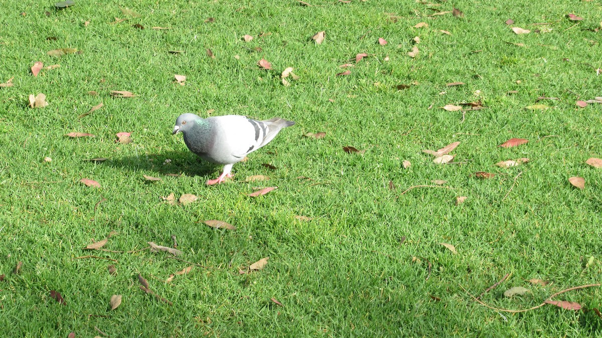 Rock Pigeon (Feral Pigeon) - ML147053661