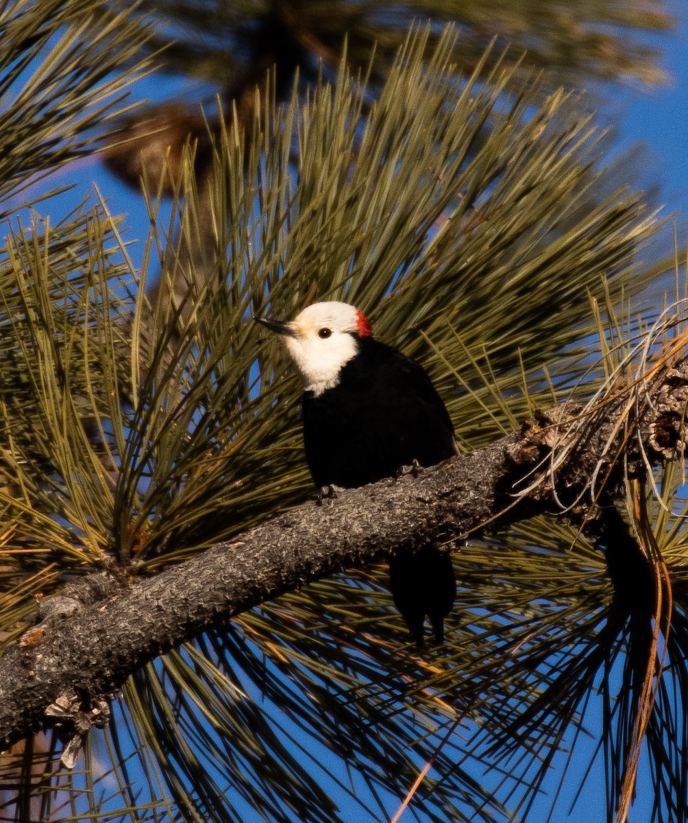 White-headed Woodpecker - Dan Roth