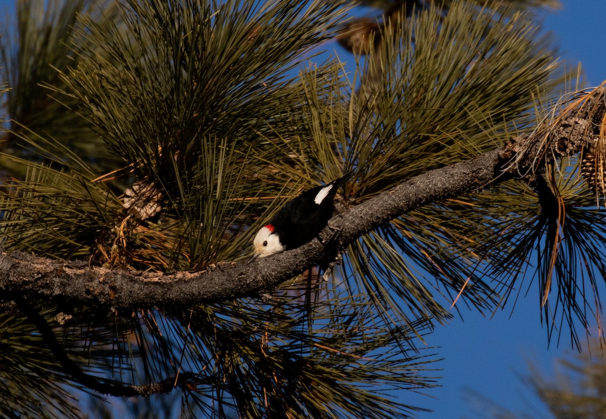 White-headed Woodpecker - Dan Roth
